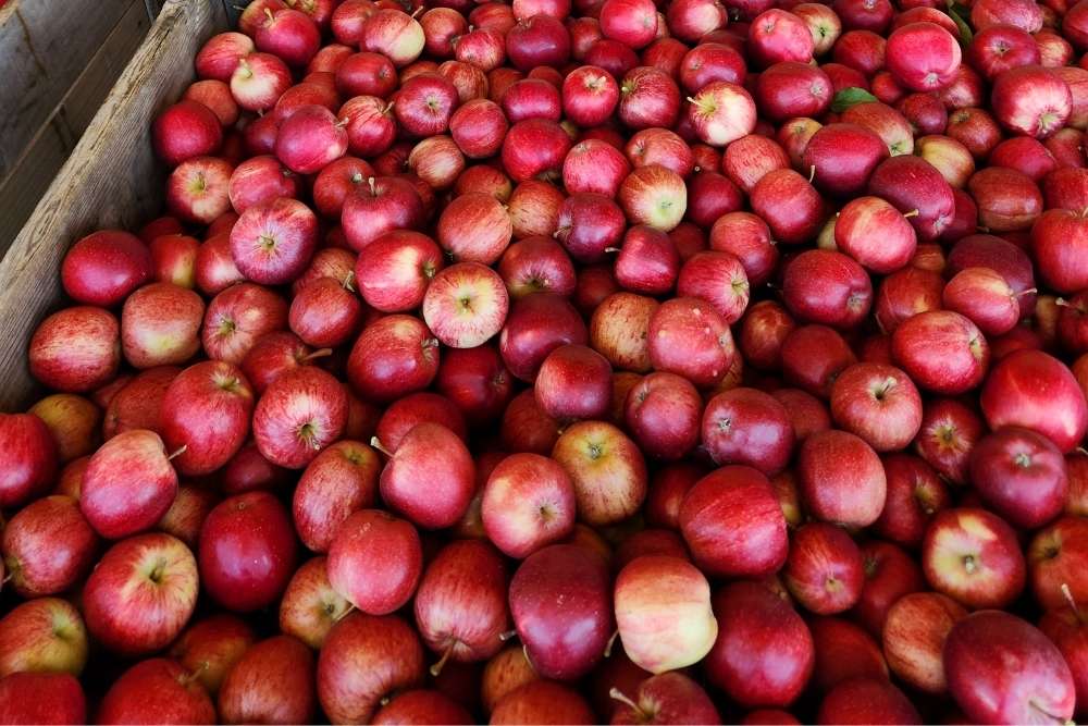 A wooden bin overflowing with a large harvest of bright, ripe red apples in a Batlow orchard-